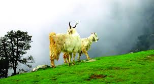 Triund Trek: The Perfect Weekend Trek in the Himalayas